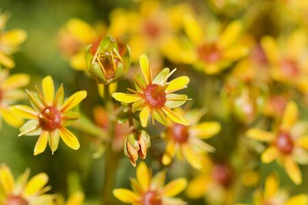 Yellow Mountain Saxifrage (Saxifraga aizoides), close-up