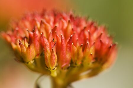 Common Butterbur (Petasites hybridus)の写真素材