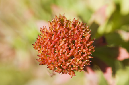 Common Butterbur (Petasites hybridus), elevated view