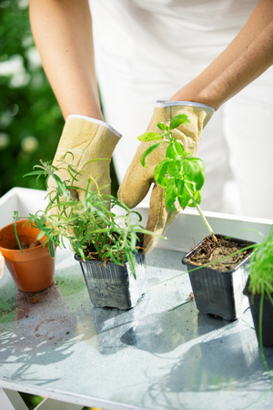 Woman planting herbs in gardenの写真素材