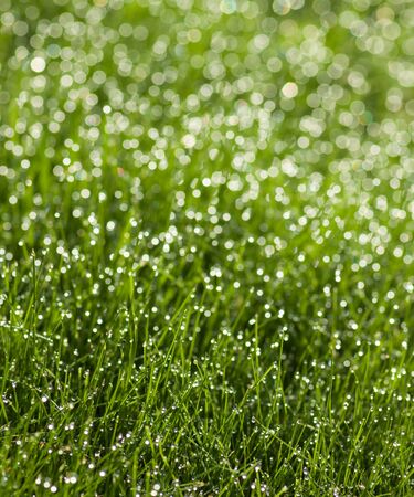 green grass with dew dropsの写真素材