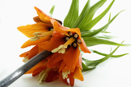 Kaiser\'s crown blossoms, close upの写真素材