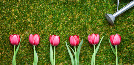 Row of tulips on grass, pink, copy spaceの写真素材