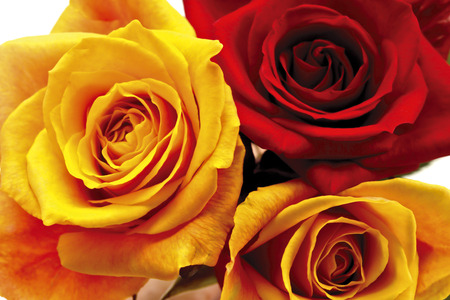 Yellow and red roses, close upの写真素材