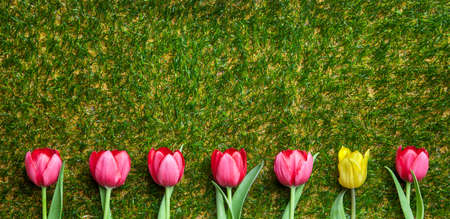 Row of tulips on grass, pink and yellow, copy spaceの写真素材