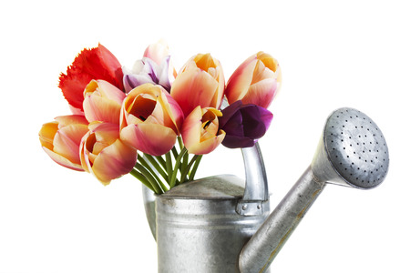 Bouquet of beautiiful tulips in watering canの写真素材