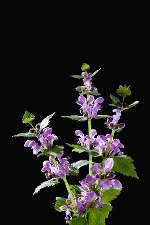 Purple deadnettle on black background