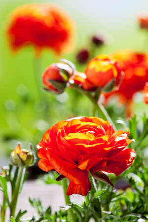 Persian buttercups, close upの写真素材