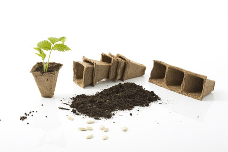 Raspberry plant, soil, peat pots and seeds on white backgroundの写真素材