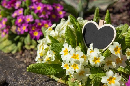 Heart-shaped copy space on primrosesの写真素材