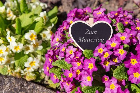Heart on primroses saying Zum Muttertag, Mother's Dayの写真素材