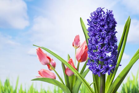 Hycinth in meadow against blue sky with cloudsの写真素材
