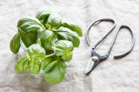 Fresh basil and scissors on white clothの写真素材