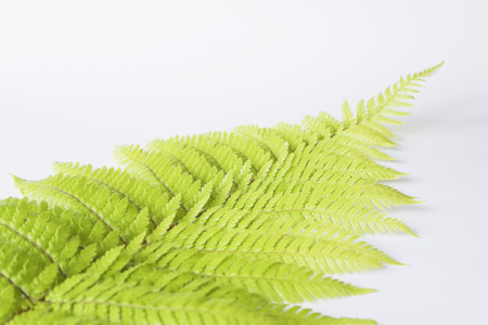 Green fern leaf on white backgroundの写真素材