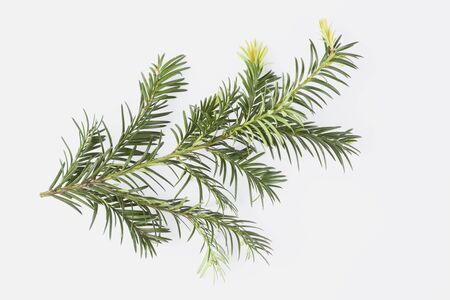 English Yew, Taxus baccata (Eibe)の写真素材