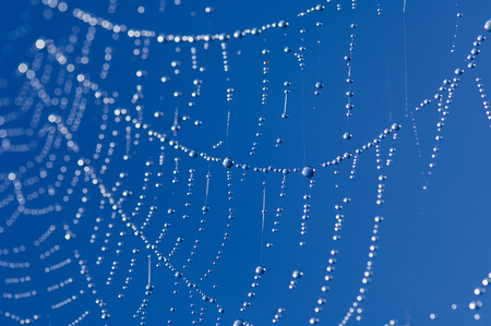Spider web with dew dropsの写真素材