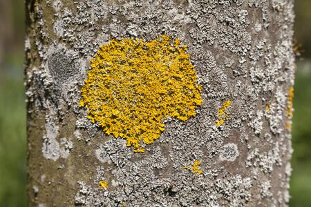 Lichen on tree barkの写真素材