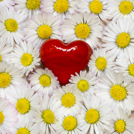 Heart and daisiesの写真素材