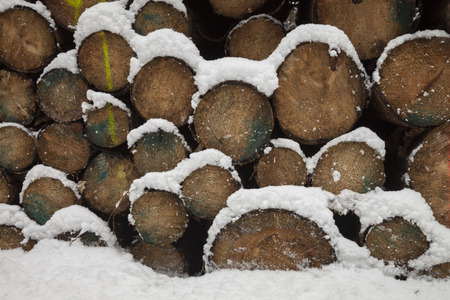 Germany, tree trunks in winterの写真素材
