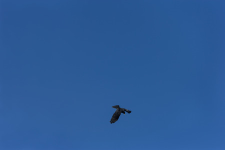 Jackdaw bird flying in blue sky