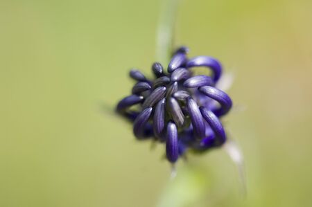 Round-headed Rampion (Phyteuma orbiculare)の写真素材