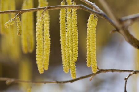 Goat willow (Salix caprea), close upの写真素材