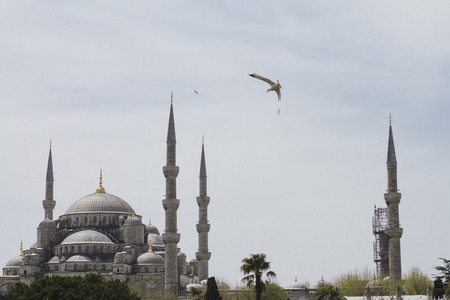Turkey, Istanbul, Blue mosque and seagullの写真素材
