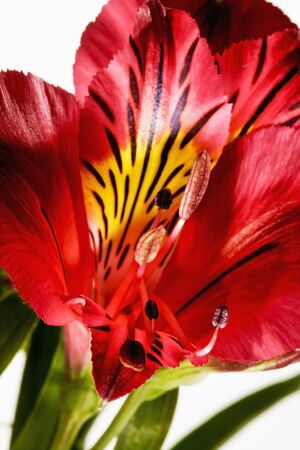 Red lily, close upの写真素材