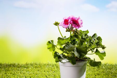 Flowerpot with geranium on grassの写真素材