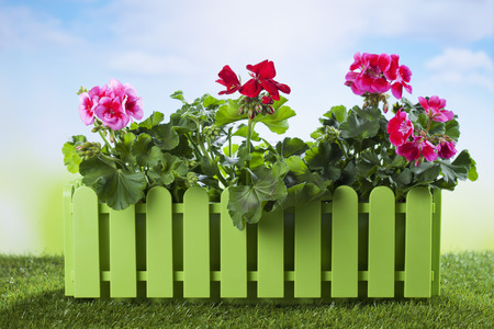 Flower box with geranium on grassの写真素材