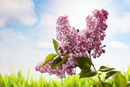 Lilac, clouds and sunshineの写真素材