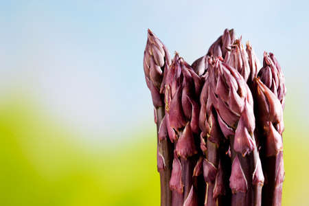 Violet asparagus, asparagus spears, close-upの写真素材