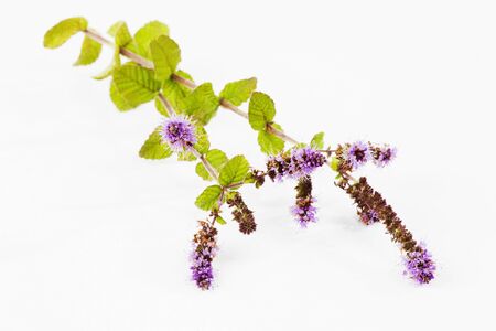 Mint stems with flowers leaves on white backgroundの写真素材