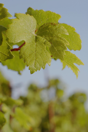 Whine leaves, close-upの写真素材