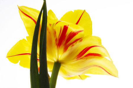 Tulip (Tulipa gesneriana), close-upの写真素材