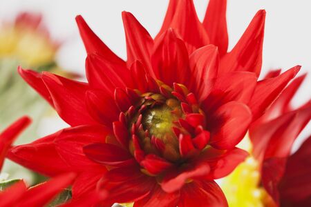 Red dahlia, Cactusdahliaの写真素材