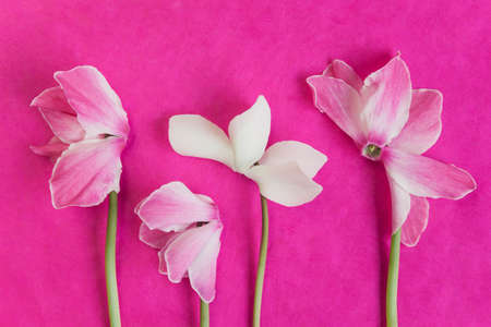 Cyclamen on pink backgroundの写真素材