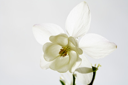 White Columbine, blossom, close upの写真素材