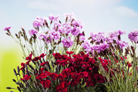 Red and pink carnationsの写真素材
