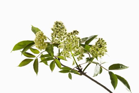Twig of elder with blossomsの写真素材