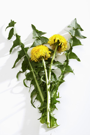 Dandelionの写真素材