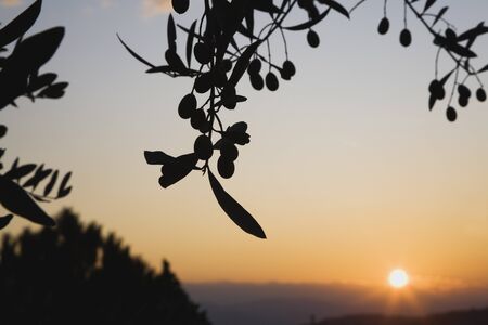 Italy, Tuscany, Olive tree, sunriseの写真素材