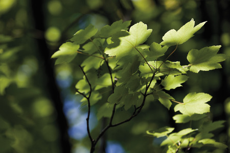 Germany,View of harewood tree,close up