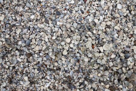 Beach with musselsの写真素材