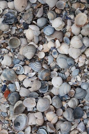 Beach with mussels