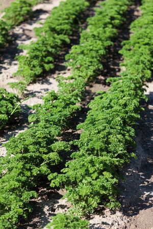Fresh parsley growing in fiekの写真素材