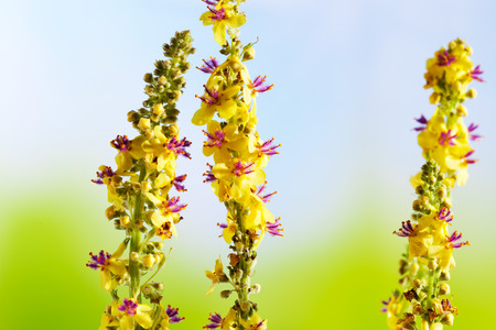 Agrimony, bach flower