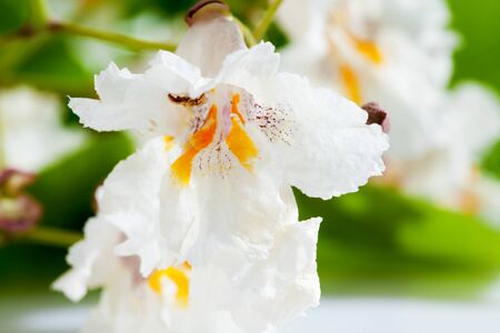Gold-Catalpa, Catalpa aurea, leaves and blossomsの写真素材