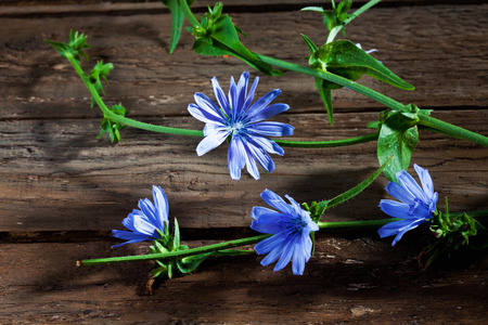 Blossoms of chicoryの写真素材