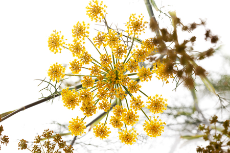 Sweet fennel, medicinal herb